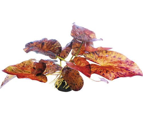 Roter Tigerlotus - Nymphaea lotus ´Rot´ KN