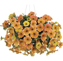 Hängepetunie mit zahlreichen Blüten