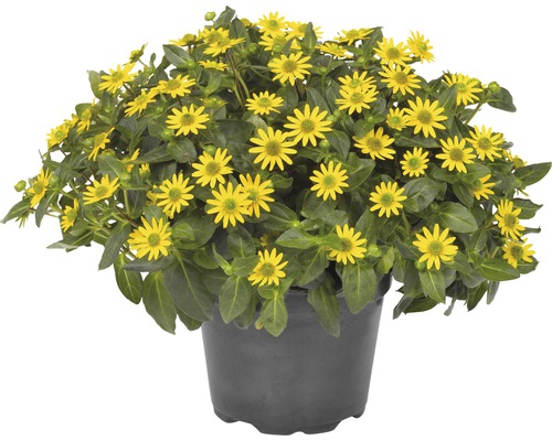 Atztekengold FloraSelf Sanvitalia hybride 'Talya Great Yellow' Ø 12 cm Topf