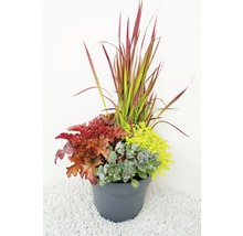Blumenarrangement im Topf mit Ziergräsern, Heuchera und Fetthenne