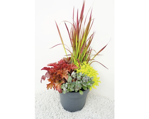 Blumenarrangement im Topf mit Ziergräsern, Heuchera und Fetthenne