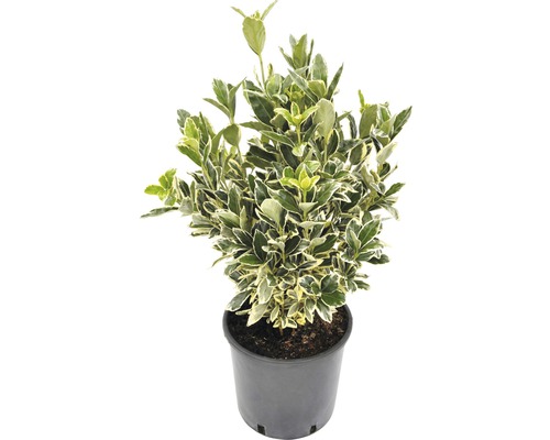 Japanischer Spindelstrauch FloraSelf Euonymus japonicus H 40-50 cm Co 5 L