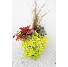 Blumenarrangement mit Heuchera, Ziergräsern und Kriechendem Schönpolster in einem Topf