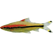 Fünfstreifenbarbe als Zierfisch fürs Aquarium