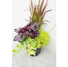 Pflanzgefäß mit Heuchera, Segge, Fetthenne und Efeu