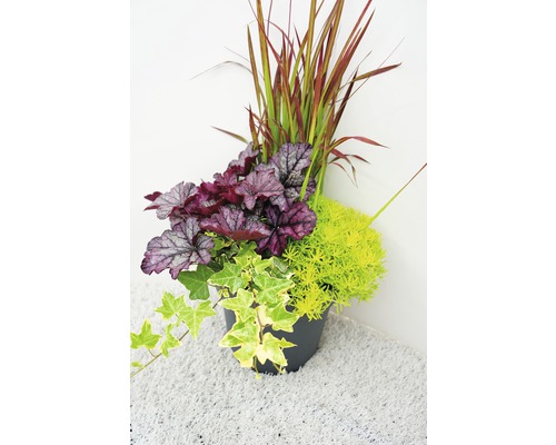 Pflanzgefäß mit Heuchera, Segge, Fetthenne und Efeu