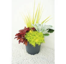 Blumenarrangement mit Heuchera, Fetthenne und Ziergras in einem Topf