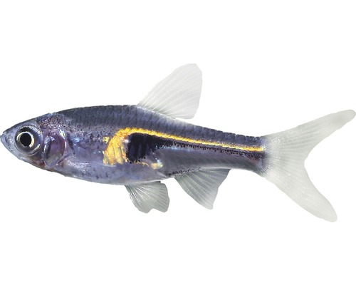 Fisch Hengels Keilfleckbärbling - Rasbora hengeli