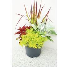 Blumenarrangement mit verschiedenen Pflanzen im Topf