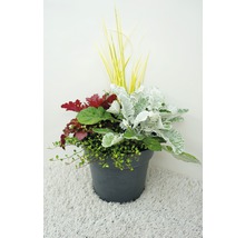 Blumenarrangement im Topf mit Ziergräsern, Silberblatt und Bodendecker