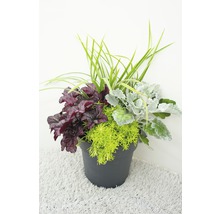 Blumenarrangement mit Purpurglöckchen, Silberblatt und Grünpflanzen in einem Topf
