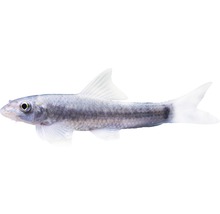 Fisch Indischer Fadenalgenfresser - Garra gotyla
