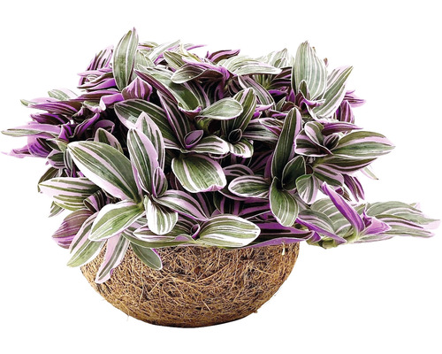 Kokodama FloraSelf kleine Dreimasterblume Höhe inkl. Topf ca. 20 cm Ø 15 cm Topf Tradescantia Zebrina im Kokosfaser-Hängetopf