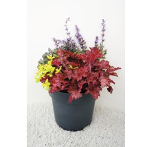 Blumenarrangement mit Purpurglöckchen, Salbei und Zierstrauch im Topf