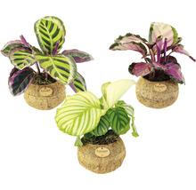 Drei Kokedama Pflanzen in Kokosnussschalen