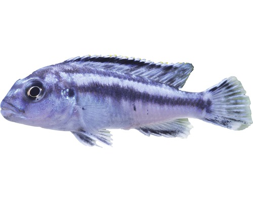 Fisch Kobaltorangebarsch - Melanochromis johannii