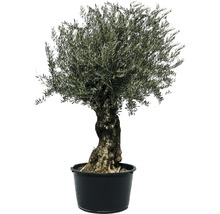 Olivenbaum im Topf