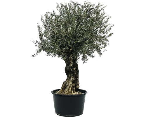 Olivenbaum im Topf