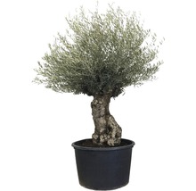 Olivenbaum im Topf