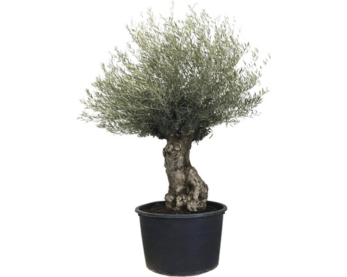 Olivenbaum im Topf