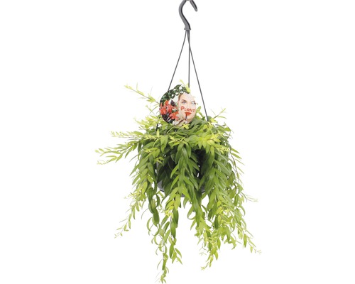Schamblumen FloraSelf Aeschynanthus-Cultivars 'Japhro' H 25-35 cm Ø 15 cm Topf Hängepflanze in einem Topf mit Aufhänger