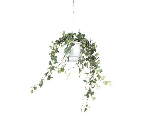 Hängepflanze Efeu in einem Topf
