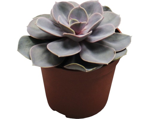 Sukkulente Pflanze im Topf