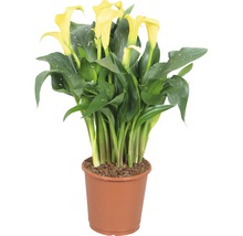 Gelbe Calla Zimmerpflanze im Topf