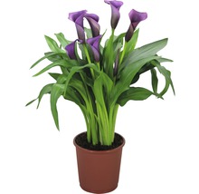 Calla Pflanze im Topf mit lila Blüten
