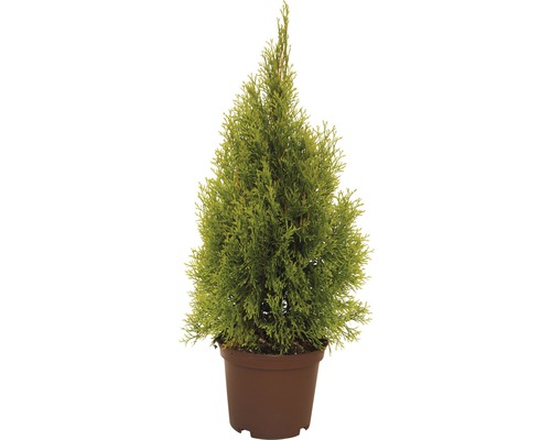 Lebensbaum FloraSelf Thuja occidentalis 'Golden Smaragd' H 40-60 cm Co 3 L