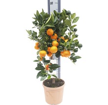 Mandarinenbaum im Topf mit reifen und unreifen Früchten.