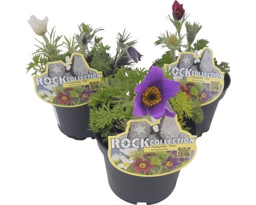 Küchenschelle ROCKCollection FloraSelf Pulsatilla vulgaris H 10-20 cm Ø 13 cm Topf Drei Töpfe mit Küchenschellen der Rock Collection