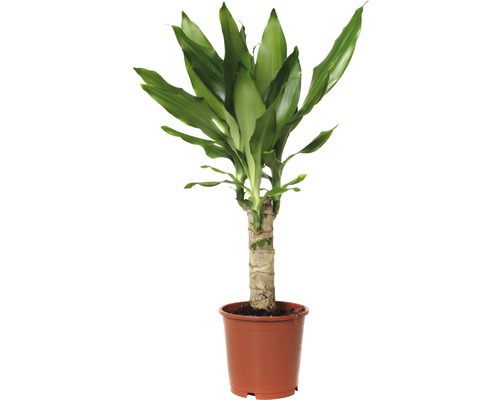 Drachenbaum FloraSelf Dracaena fragrans 'Steudneri Green' H 40-50 cm Ø 11 cm Topf Zimmerpflanze Drachenbaum im Topf