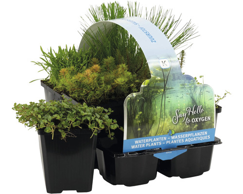 Wasserpflanzen Set anreichend FloraSelf für die Sumpfzone (6 Stück) Ø 9 cm Topf