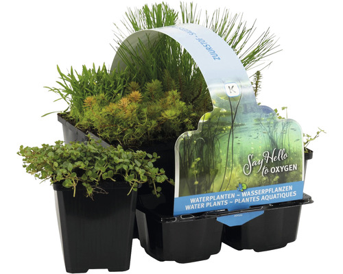 Wasserpflanzen Set anreichend FloraSelf für die Sumpfzone (6 Stück) Ø 9 cm Topf Sauerstoffpflanzen im Sechserpack für den Gartenteich