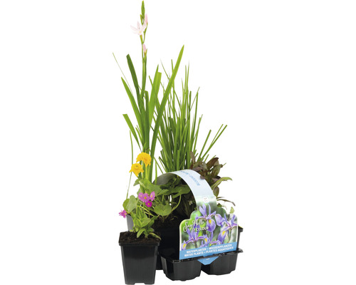 Wasserpflanzen Set blühend FloraSelf für den Teichrand (6 Stück) Ø 9 cm Topf Wasserpflanzen-Set mit verschiedenen blühenden Pflanzen im Topf
