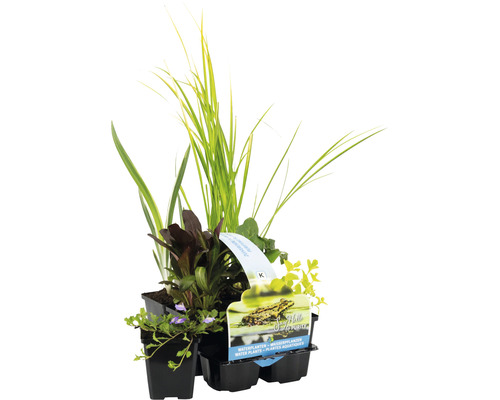 Wasserpflanzen Set Wasserreinigend FloraSelf für den Teichrand und die Sumpfzone (6 Stück) Ø 9 cm Topf