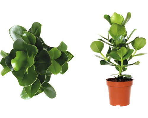 Zwei Immergrün Pflanzen im Topf, eine von oben und eine im Profil