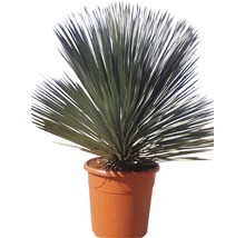 Yucca Zimmerpflanze im Pflanztopf
