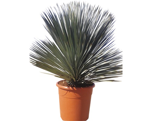 Yucca Zimmerpflanze im Pflanztopf