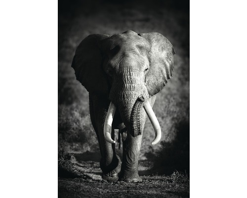 Decopanel Large Elephant 61x91 cm