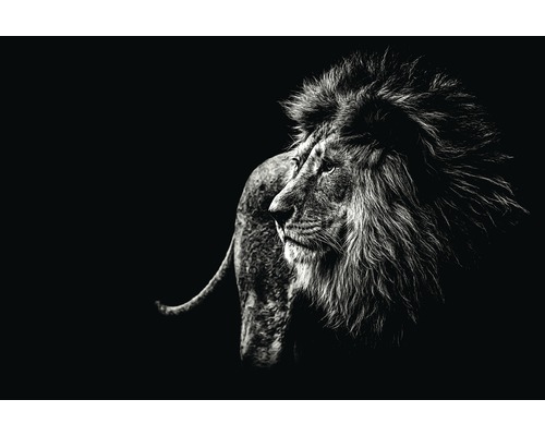 Decopanel Lion Black&White 61x91 cm
