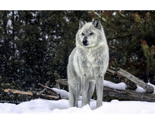 Decopanel Gray Wolf 61x91 cm