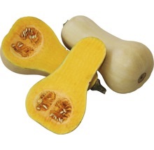 Butternusskürbis, ganz und halbiert