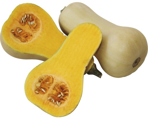 Butternusskürbis, ganz und halbiert