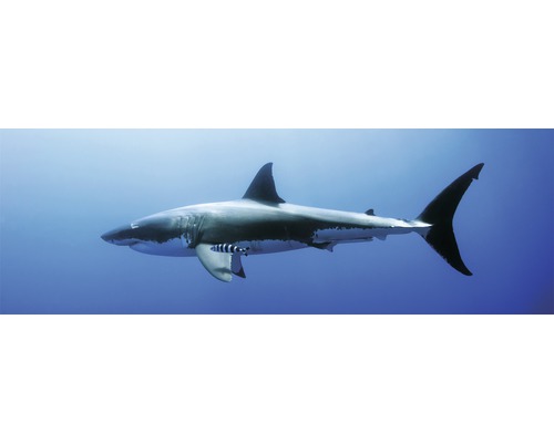 Dekopanel White Shark 52x156 cm