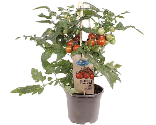 Snack-Kirschtomate FloraSelf Solanum lycopersicum Ø 14 cm Topf-0