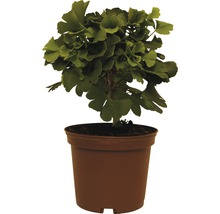 Fächerblattbaum, Ginkgo FloraSelf Ginkgo biloba 'Mariken' H 20-25 cm Co 3,5 L-thumb-0