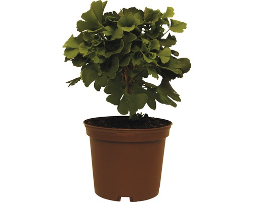 Fächerblattbaum, Ginkgo FloraSelf Ginkgo biloba 'Mariken' H 20-25 cm Co 3,5 L