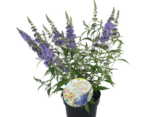 Schmetterlingsflieder im Topf mit dem Etikett Summer for Kids